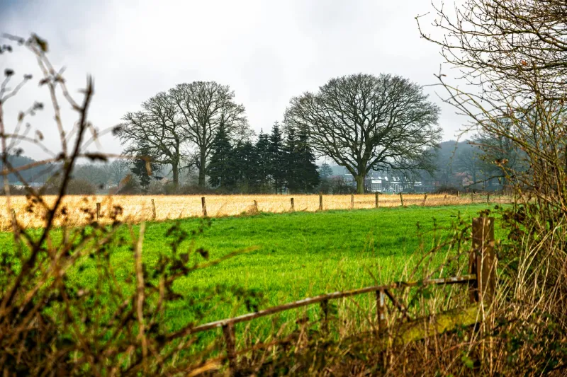 The Green Guardians: Saving Devon's Ancient Boundaries One Branch at a Time